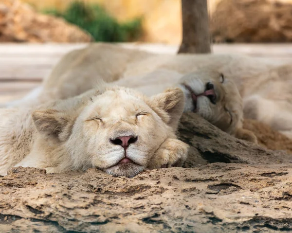 小白狮闭上了眼睛 静静地休息了一下 — 图库照片