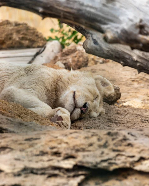 白狮宝宝躺在岩石上安安静静地睡觉 图库照片