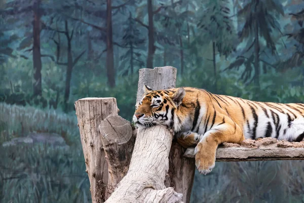 平静地躺在原木上的老虎 — 图库照片