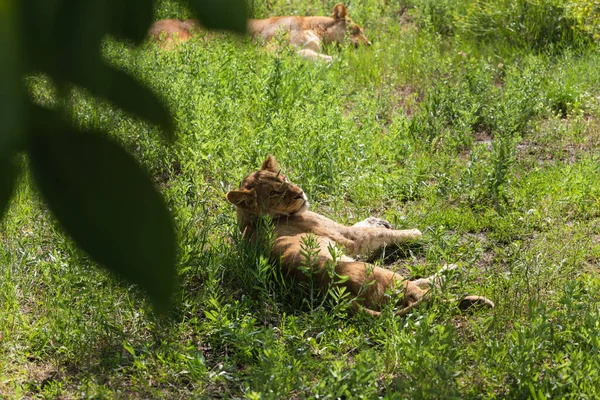 年轻的狮子躺在草地上睡觉 — 图库照片