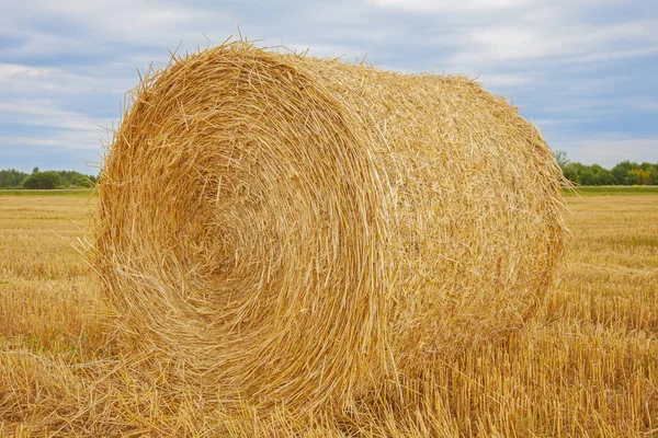 Rolls of dry grass — Stock Photo, Image