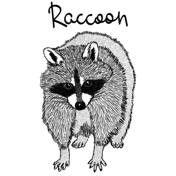 Raccoon-realistyczne graficzne ilustracji wektorowych. Czarno-biały portret w stylu grawerowania, wyizolowany na białym tle, element projektu logo lub szablonu. Śliczne zwierzę z Ameryki Północnej. — Wektor stockowy