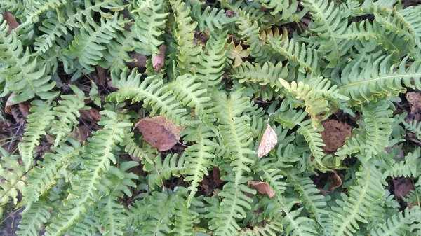 Giovane felce cresce nella foresta autunnale. Foglie secche cadute giacciono tra le foglie verdi della felce. Sfondo orizzontale per la progettazione di siti web — Foto Stock