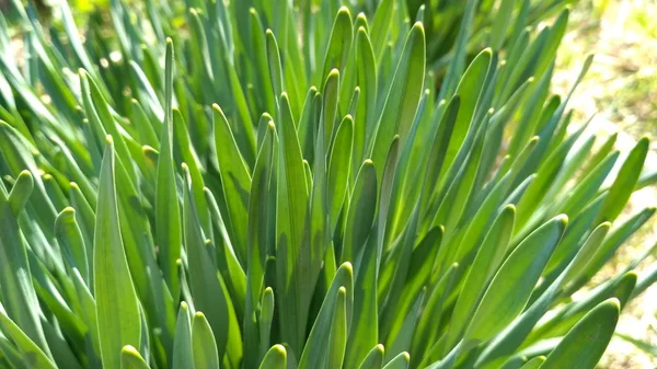 Verdure succose. La luce del sole splende attraverso le foglie verdi. Si possono anche vedere le vene nell'erba. Bellissimo sfondo estivo per il tuo sito web, progettazione di opuscoli, volantini, manifesti — Foto Stock