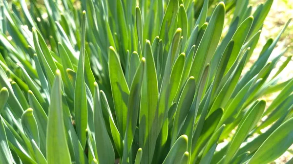 Verduras suculentas. A luz do sol brilha através das folhas verdes. Você pode até mesmo ver as veias na grama. Fundo de verão bonito para o seu site, design de livretos, folhetos, cartazes — Fotografia de Stock