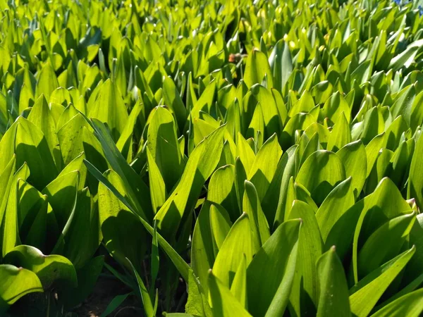 Verdure succose. La luce del sole splende attraverso le foglie verdi. Si possono anche vedere le vene nell'erba. Bellissimo sfondo estivo per il tuo sito web, progettazione di opuscoli, volantini, manifesti — Foto Stock