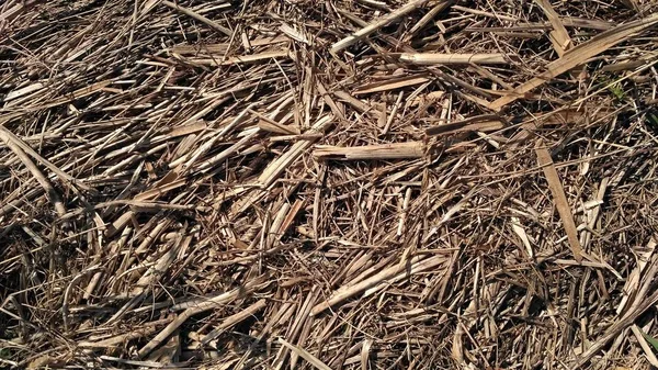 Textura de feno. Colheita na agricultura. Chips, lascas de madeira e serragem. luz palha fundo closeup. O conceito de culturas e alimentos para animais. Palha, grama seca preenche todo o espaço — Fotografia de Stock