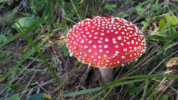 Red toadstool poisonous mushroom growth in the forest, fly agaric fungi. Fly agaric hat top view. Danger inedible toxic mushroom with red cap and white pimples. Amanita muscaria