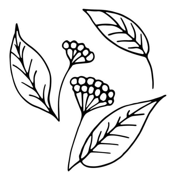 Uppsättning prydnadsblad och bär i doodle-stil. Handritade illustrationer på vit bakgrund. Svarta silhuetter. Eleganta blommiga element som. Dekoration vykort, tidskrifter, webbplats, böcker — Stock vektor