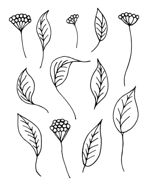 Stor uppsättning prydnadsblad och bär i doodle-stil. Handritade illustrationer på vit bakgrund. Svarta silhuetter. Eleganta blommiga element som. Dekoration vykort, tidskrifter, webbplats, böcker — Stock vektor