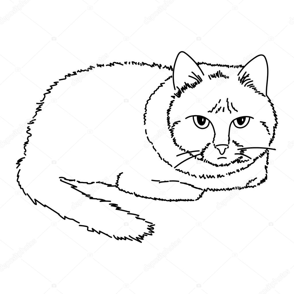 A drawing of a cute sitting cat, tucking paws under the body. Black and white illustration of an animal. Realistic image of an animal. Vector isolated character illustration. Line drawing. Stock art