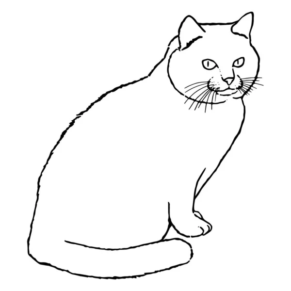 Disegno di un simpatico gatto seduto che ci guarda con gli occhi grandi. Illustrazione in bianco e nero di un animale. Immagine realistica di un animale. Illustrazione isolata vettoriale di un personaggio. Disegno. Arte azionaria — Vettoriale Stock