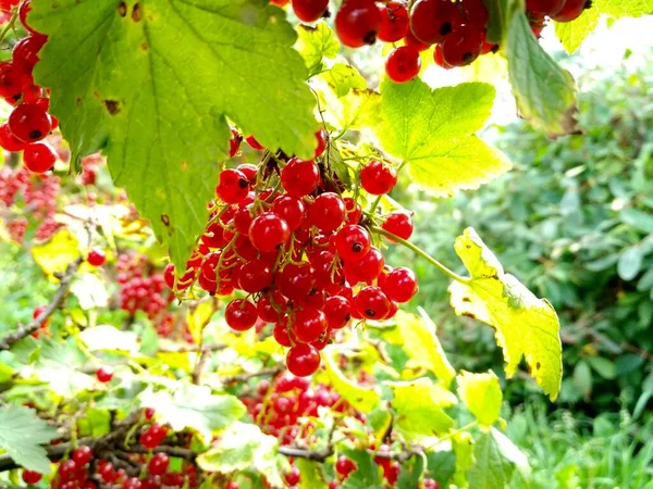 Strahlend saftige rote Johannisbeeren. Trauben roter köstlicher Beeren hängen an einem Zweig. Um die Beeren herum wächst frisches grünes Laub. Vitamine im Sommer. Garten, Gemüsegarten. Gartenarbeit. Ernte — Stockfoto