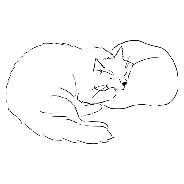 Rajz egy aranyos alvó macska feküdt az arcát a párnán. Egy állat fekete-fehér illusztrációja. Realisztikus kép egy állatról. Vektor elszigetelt karakterek vonal rajz illusztráció. Készletek — Stock Vector