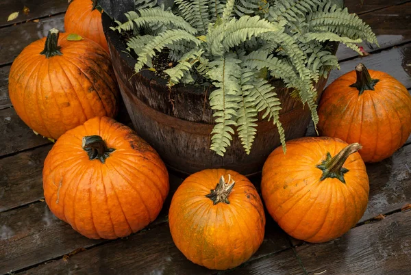 Close Pumpkins Decoration Fern Pot — Stock Photo, Image