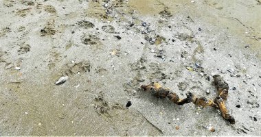 Denize yakın kumda bir halatın artıkları.