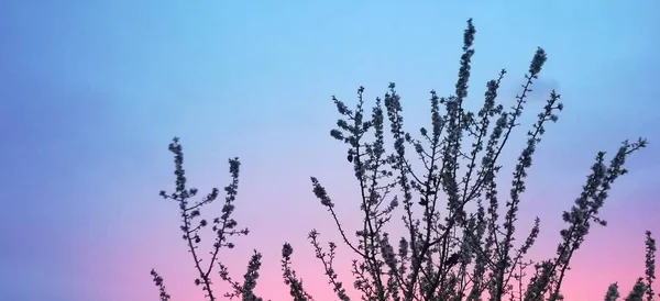 Západ Slunce Obloha Kvetoucími Větvemi Stromů — Stock fotografie