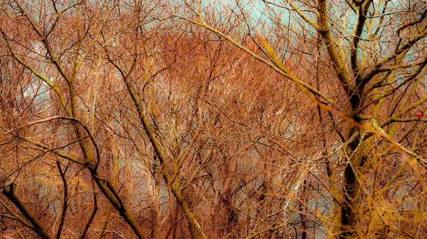 Herbstbäume Mit Vielfältigem Laub Grün Orange Rot Frühherbst — Stockfoto