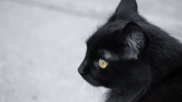 Gato Negro Suelo Sobre Fondo Gris —  Fotos de Stock