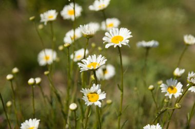 Tarlada çiçek açan papatyalar. Çim arka planda. 