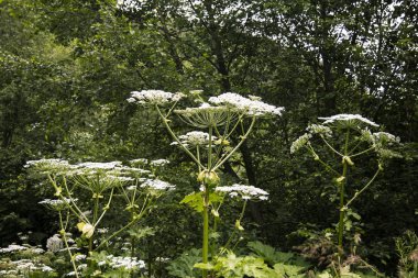 Doğa bitkileri çiçekler bulanık arka plan.