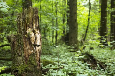 Ormandaki ağaç, bulanık arka plan. Kelimesi kelimesine yerleştirin.