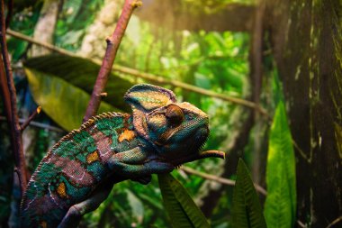 Kertenkele bir ağaç dalı üzerinde oturuyor. Egzotik sürüngenler.