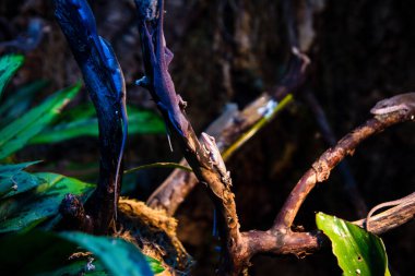 Kertenkele bir ağaç dalı üzerinde oturuyor. Egzotik sürüngenler.