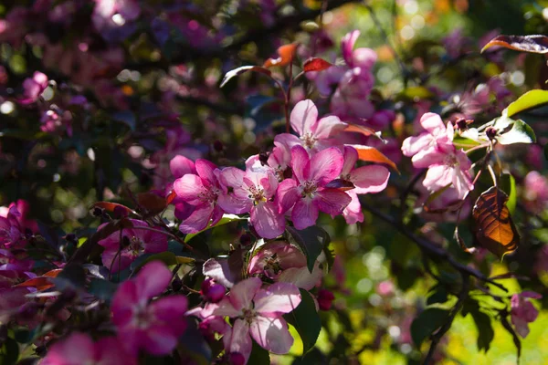 Küçük kırmızı çiçekler. Sakura çiçek açar. İlkbahar-Yaz.