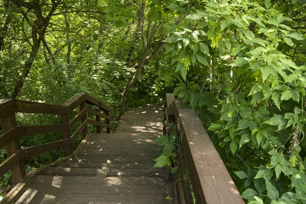 Park'ta ahşap merdivenler. Yaşlı kahverengi. Orman ağaçları.