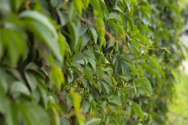 Ivy çitte yetişir. Çitüzerinde yeşil bitkiler.