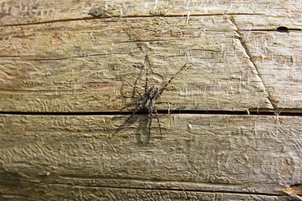 Araignée Sur Arbre Noir Avec Blanc Croisé — Photo