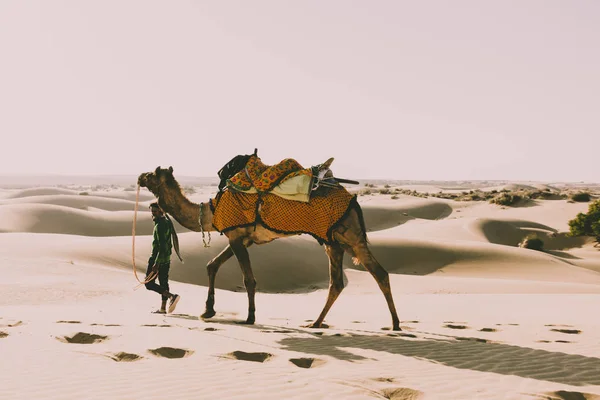 Dromedary driver in the thar desert, india, rajasthan — Stock Photo, Image