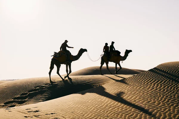 Dromedario silhouette nel deserto thar — Foto Stock