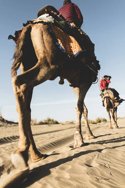 Dromedario con turista nel deserto di Thar — Foto Stock