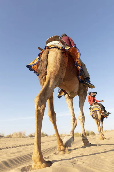 Dromedary with tourist in the thar desert — Stock Photo, Image