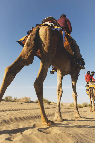 Dromedary with tourist in the thar desert — Stock Photo, Image