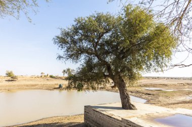 Thar Çölü'nde vaha, Jaisalmer yakın bulunan, Hindistan'da Altın Şehir.
