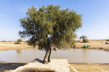 Thar Çölü'nde vaha, Jaisalmer yakın bulunan, Hindistan'da Altın Şehir.