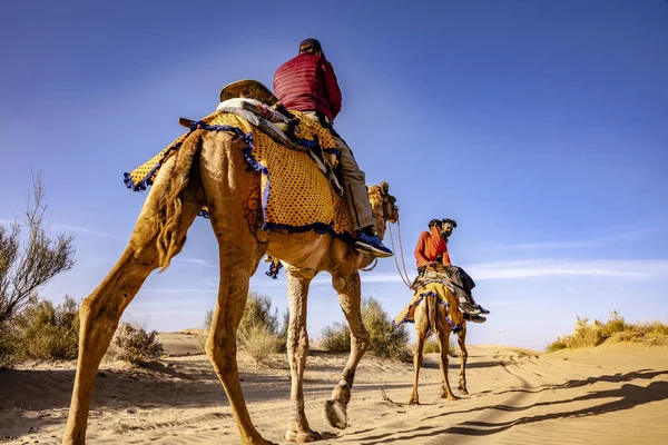 Dromedary с туристом в пустыне Тар — стоковое фото