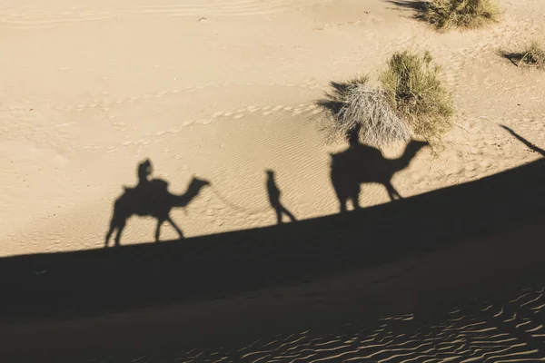 Ombra di dromedario nel deserto di Thar — Foto Stock