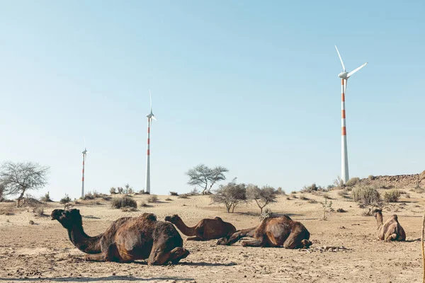 Dromadaire dans le désert de thar, avec éoliennes Images De Stock Libres De Droits