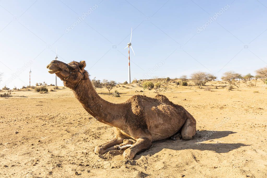 dromedary with wind turbine in the thar desert