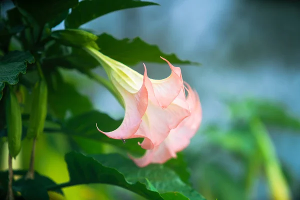 Brugmansia — Stok fotoğraf