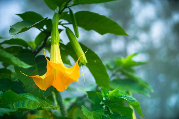 Brugmansia — Stok fotoğraf