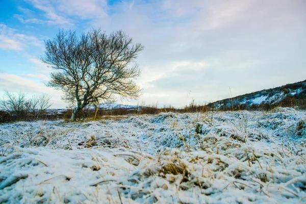 Snow Cover Weide — Stockfoto