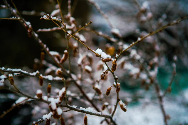 Сніг Гілці Листя — стокове фото