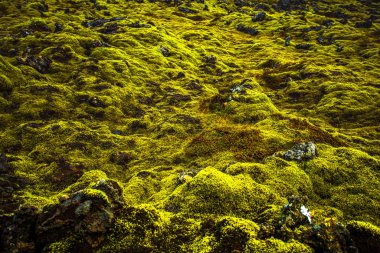  İzlanda'da yosunlu lav alanı
