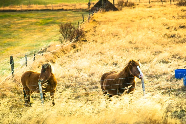 Исландская Лошадь Ферме — стоковое фото
