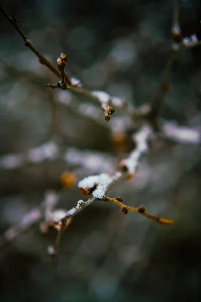 无叶树枝上的雪 — 图库照片
